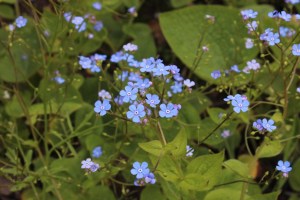 brunnera macrophylla (1200 x 800)